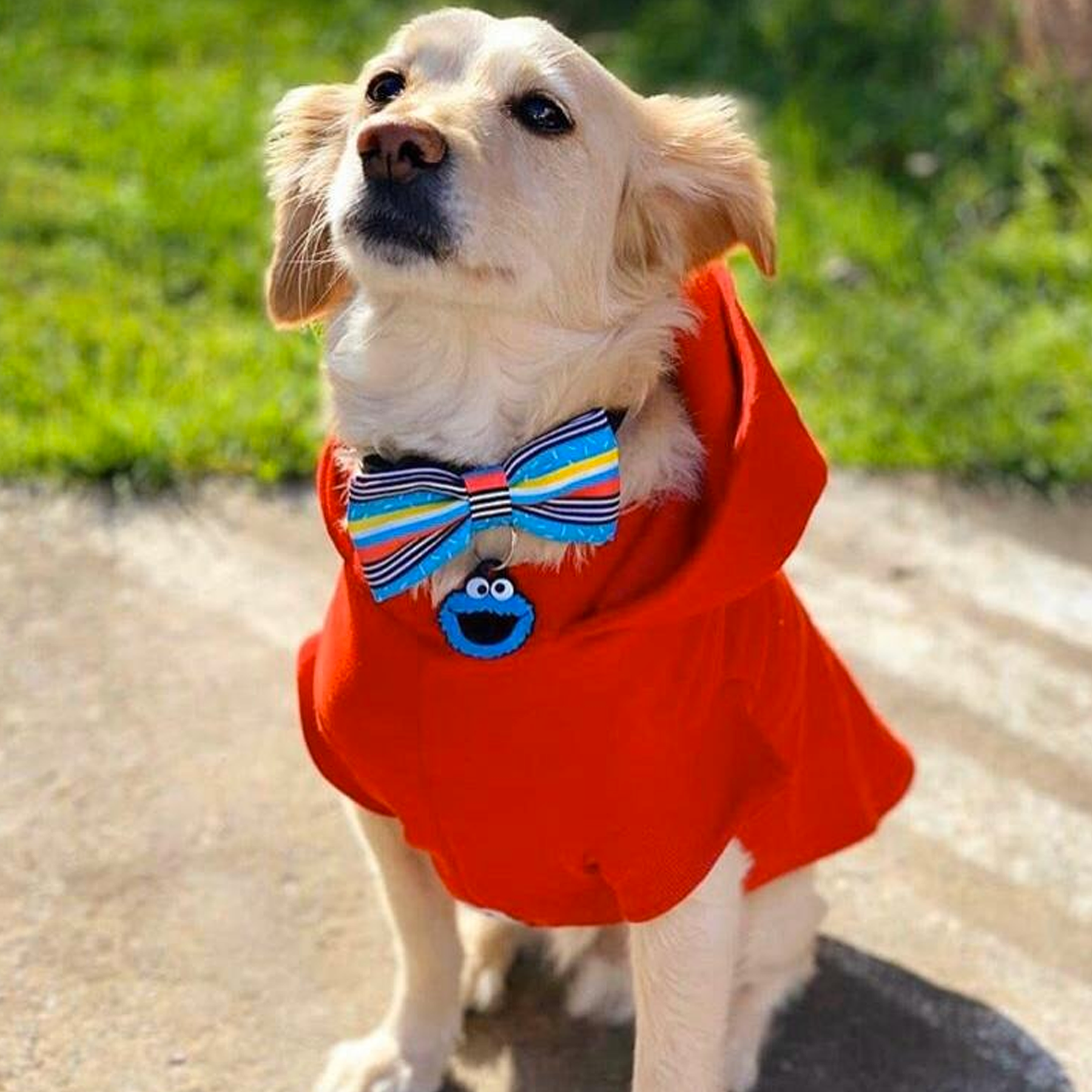 Come Galletas - Imagen 2