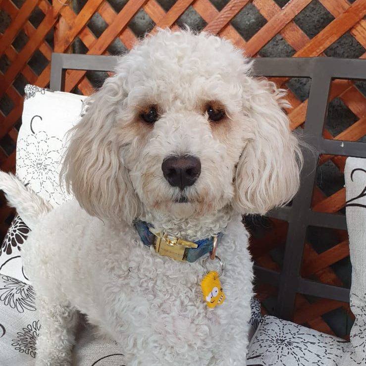 Bart Simpson - Imagen 2