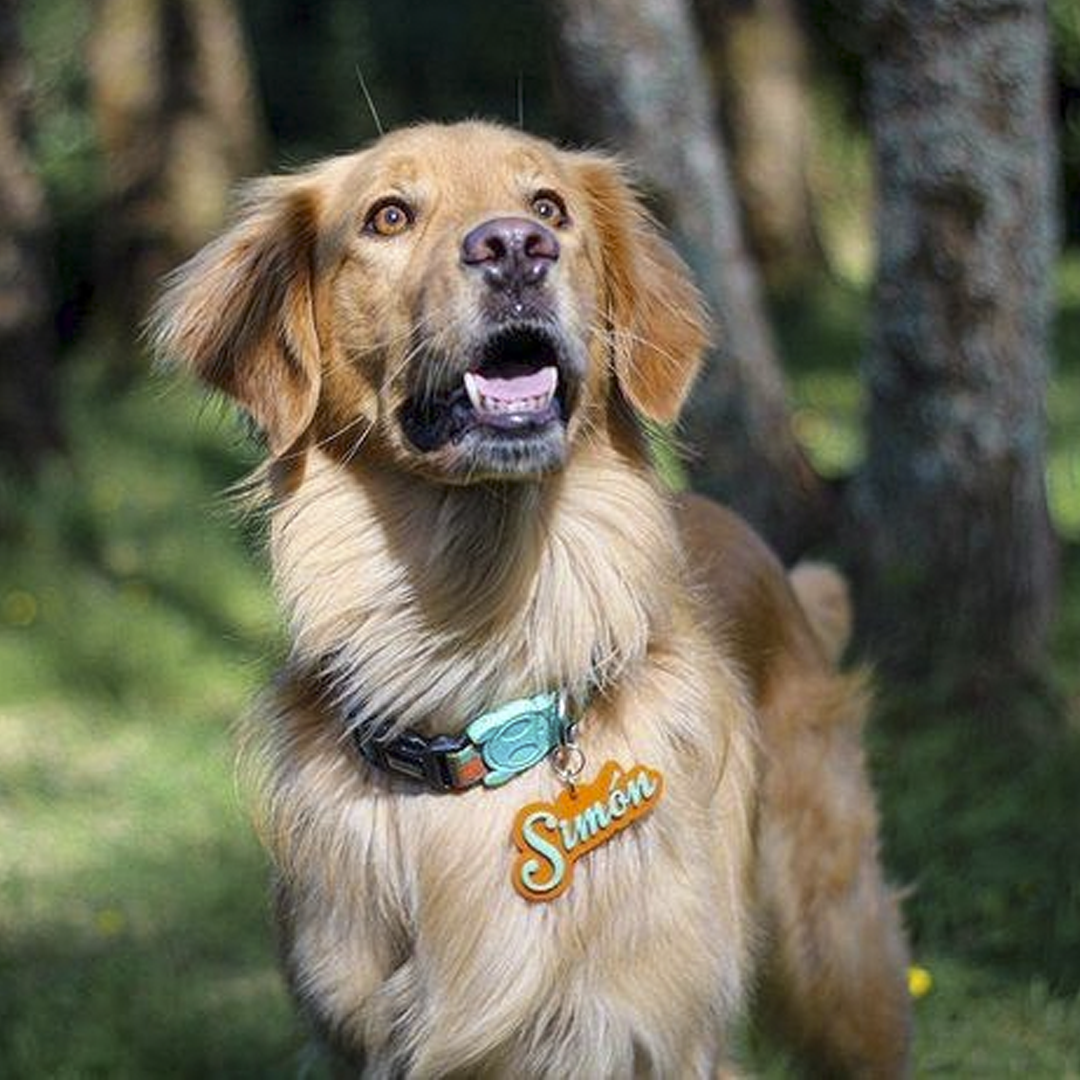 Nombre mascota - Imagen 2