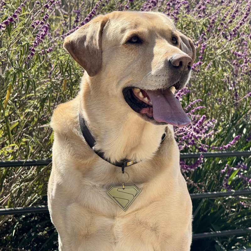 Plaquita krypto superman